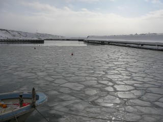 厚田漁港です。寒い日には漁港内が凍ってしまいます。