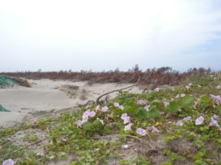 閖上浜のハマヒルガオの写真