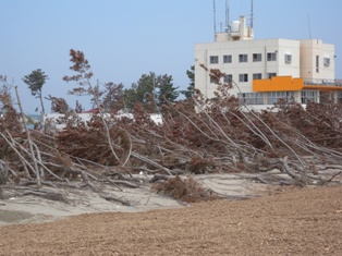津波でなぎ倒された閖上浜の海岸松林の写真