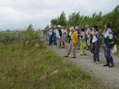 石狩浜野鳥観察会の写真