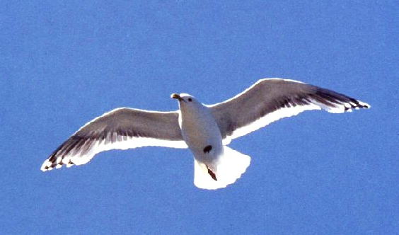 写真:カモメ
